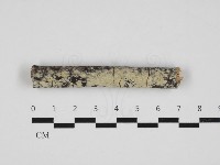 絲齒菌屬藏品圖，第1張