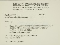 射脈菌屬藏品圖，第2張