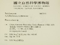 顯絲菌屬藏品圖，第2張