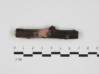 顯絲菌屬藏品圖，第1張