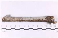 登錄號:F0032955藏品圖，第1張