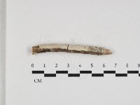 絲皮菌屬藏品圖，第1張