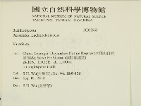 叉絲革菌屬藏品圖，第2張