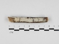 絲皮菌屬藏品圖，第1張