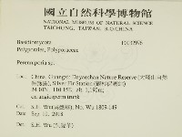 多年臥孔菌屬藏品圖，第2張