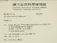 射脈菌屬藏品圖，第2張