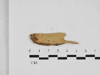 射脈菌屬藏品圖，第1張