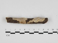 刺皮菌屬藏品圖，第1張