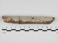 絲皮菌屬藏品圖，第1張