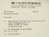 韌革菌屬藏品圖，第2張