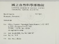 韌革菌屬藏品圖，第2張