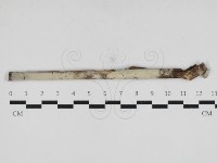 登錄號:F0033017藏品圖，第1張