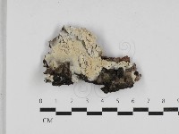 登錄號:F0033029藏品圖，第1張