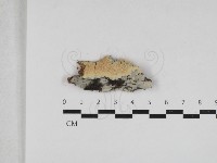 登錄號:F0033031藏品圖，第1張