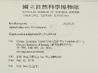 剛毛絲皮菌藏品圖，第2張