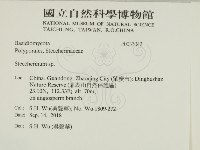 齒耳菌屬藏品圖，第2張