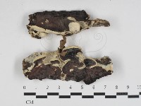 登錄號:F0033046藏品圖，第1張