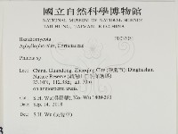 射脈菌屬藏品圖，第2張