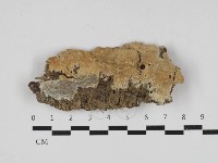 射脈菌屬藏品圖，第1張