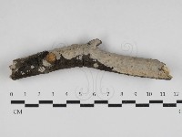 刺皮菌屬藏品圖，第1張