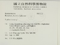 革墊菌屬藏品圖，第2張