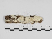 革墊菌屬藏品圖，第1張