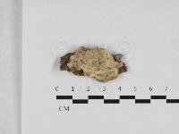 登錄號:F0033055藏品圖，第1張