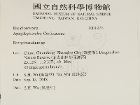 串擔革菌屬藏品圖，第2張