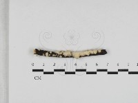 登錄號:F0033067藏品圖，第1張