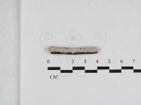 登錄號:F0033069藏品圖，第1張