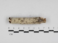 登錄號:F0033075藏品圖，第1張