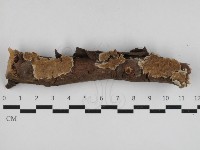 附毛菌屬藏品圖，第1張