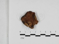 硬孔菌屬藏品圖，第3張
