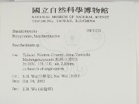 齒耳菌屬藏品圖，第2張