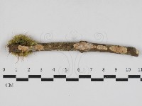登錄號:F0033085藏品圖，第1張