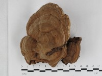 登錄號:F0033086藏品圖，第1張