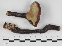 登錄號:F0033087藏品圖，第3張