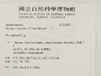 擬筍殼菌屬藏品圖，第2張