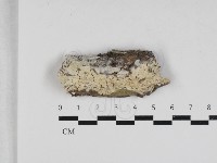 擬筍殼菌屬藏品圖，第1張