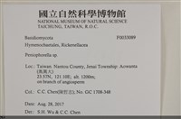 擬筍殼菌屬藏品圖，第3張