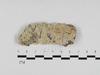 擬筍殼菌屬藏品圖，第1張