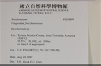 齒耳菌屬藏品圖，第3張