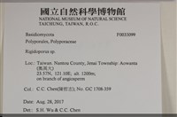 硬孔菌屬藏品圖，第3張