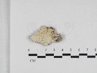 擬筍殼菌屬藏品圖，第1張