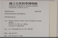 擬筍殼菌屬藏品圖，第3張