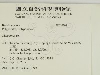 寡孔菌屬藏品圖，第2張