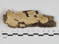 寡孔菌屬藏品圖，第1張