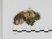 登錄號:F0033111藏品圖，第1張