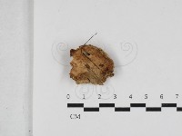 硬孔菌屬藏品圖，第1張