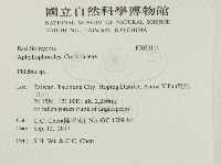 射脈菌屬藏品圖，第2張